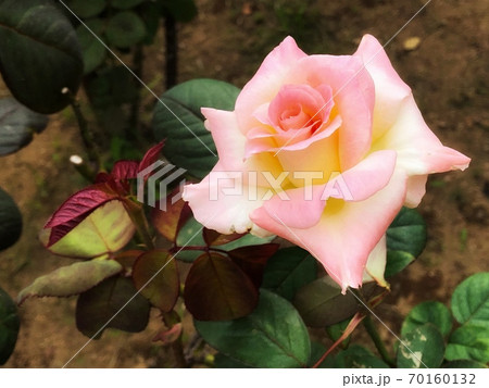 縁取りが薄ピンクの淡い色のバラが一輪咲いている風景の写真素材