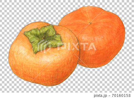 柿 手描き 水彩色えんぴつ画のイラスト素材