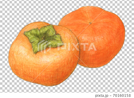 柿 手描き 水彩色えんぴつ画のイラスト素材