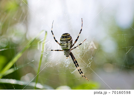 オニグモ オニグモ 70160598