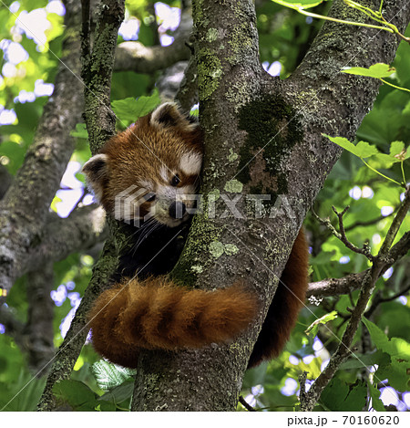 Red panda (Ailurus fulgens) known as lesser panda, the red bear-cat, or cat-bear Red panda (Ailurus fulgens) known as lesser panda, the red bear-cat, or cat-bear 70160620