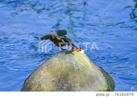 ザリガニを咥えて石にとまるカワセミ（3/3） 70160979