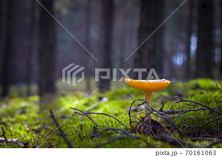 lamellar mushroom grows in moss pine forest 70161063