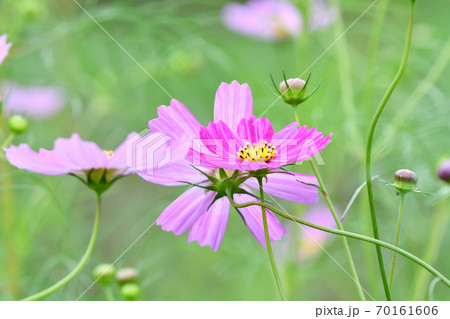 コスモス 70161606
