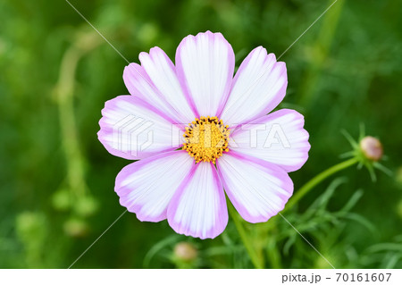 コスモス 70161607