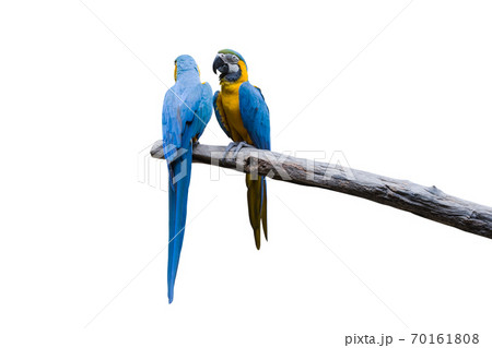 Bird Blue-and-yellow macaw standing on branches isolate white background. 70161808