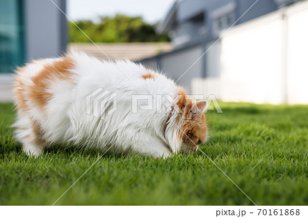 The cute Persian cat is eating herbal grass on a green grass field, for pet natural medical and organic concept, selective focus shallow depth of field The cute Persian cat is eating herbal grass on a green grass field, for pet natural medical and organic concept, selective focus shallow depth of field 70161868