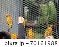 Close up of hand feeding birds 70161988
