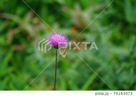 薊の蜜を吸うオオチャバネセセリ 70163073