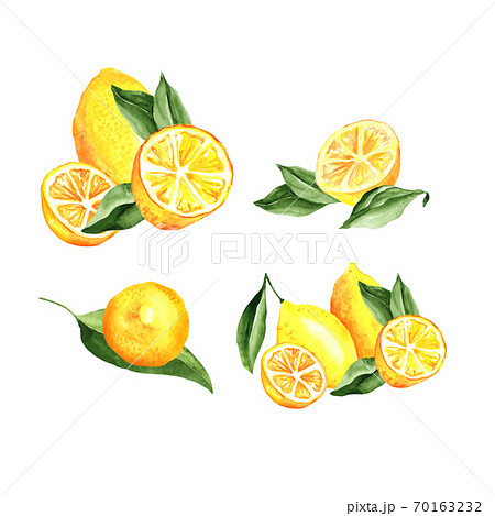 Lemons Arrangement Watercolor Set. Vector artistic collection isolated on white Lemons Arrangement Watercolor Set. Vector artistic collection isolated on white 70163232