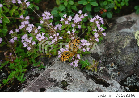 イブキジャコウソウの蜜を吸うコヒョウモン イブキジャコウソウの蜜を吸うコヒョウモン 70163366
