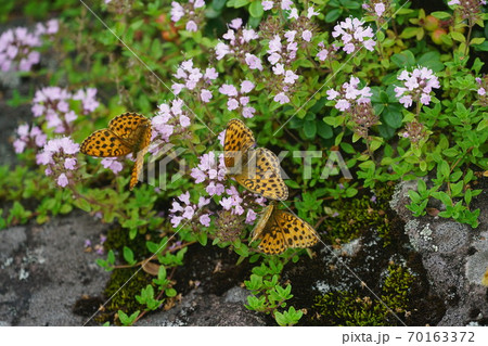 イブキジャコウソウの蜜を吸うコヒョウモン イブキジャコウソウの蜜を吸うコヒョウモン 70163372