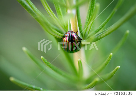 Closeup of colorful bug over rosemary plant Closeup of colorful bug over rosemary plant 70163539