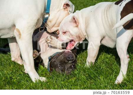 Two American Bully puppies and American Staffordshire Terrier dog Two American Bully puppies and American Staffordshire Terrier dog 70163559