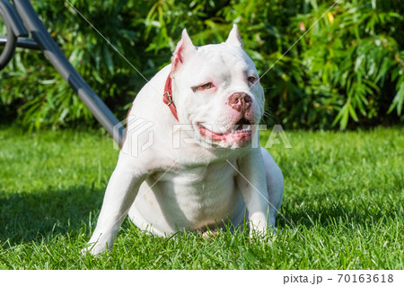 American Bully puppy dog sitting on green grass American Bully puppy dog sitting on green grass 70163618