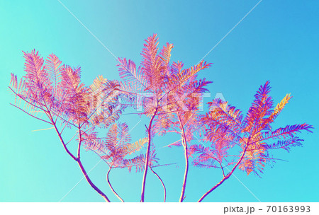 Single tree on clear blue background 70163993