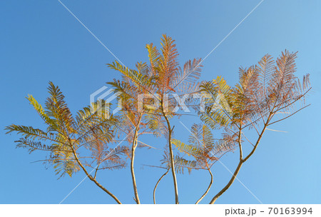 Single tree on clear blue background 70163994