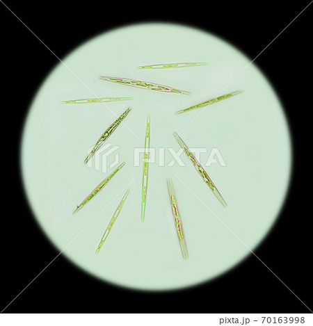 Phytoplankton cells - Pseudo-nitzschia sp. The picture was taken by an electron microscope. Phytoplankton sample in Russia, Primorsky Krai, Sea of Japan, Vostok Bay, 2009 70163998
