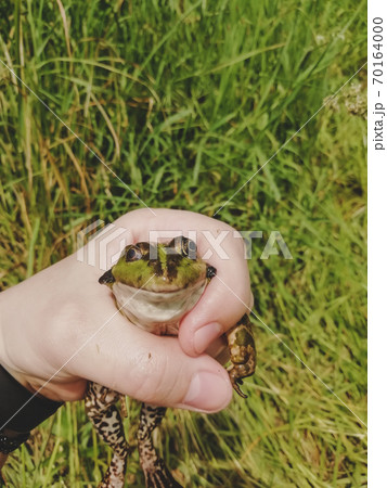 caught lake frog in the hand, grass backdrop caught lake frog in the hand, grass backdrop 70164000
