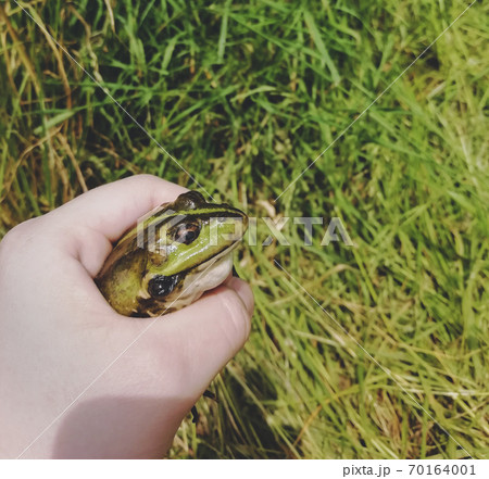 caught lake frog in the hand caught lake frog in the hand 70164001