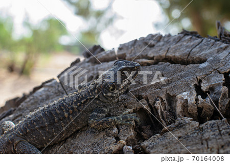 Agama lizard resting on a log. Mimicry works. Location Cyprus, Ayia Napa. Lizard species Laudakia stellio cypriaca 70164008