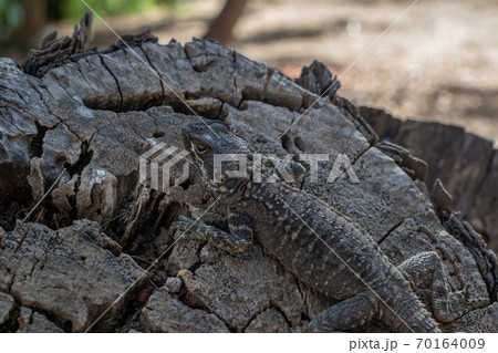 Agama lizard resting on a log. Mimicry works. Location Cyprus, Ayia Napa. Lizard species Laudakia stellio cypriaca 70164009