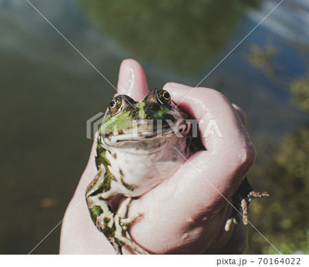 Caught lake frog in the hand, species Pelophylax ridibundus, female, the largest frog in Russia Caught lake frog in the hand, species Pelophylax ridibundus, female, the largest frog in Russia 70164022
