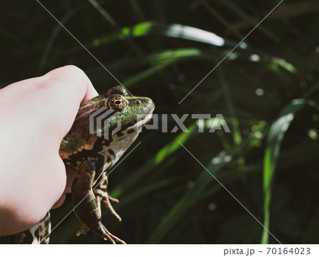 Caught lake frog in the hand, species Pelophylax ridibundus, female, the largest frog in Russia Caught lake frog in the hand, species Pelophylax ridibundus, female, the largest frog in Russia 70164023