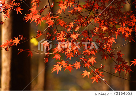 紅葉 紅葉 70164052