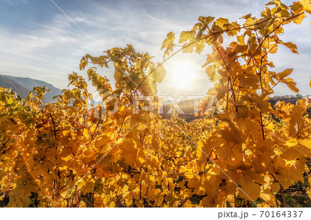 Vineyard against golden sunset during autumn in Wachau, Austria Vineyard against golden sunset during autumn in Wachau, Austria 70164337