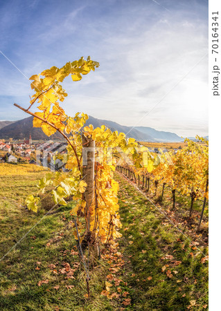 Famous Weissenkirchen village with autumn vineyards in Wachau valley, Austria Famous Weissenkirchen village with autumn vineyards in Wachau valley, Austria 70164341