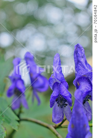 トリカブトの花(荒船山) トリカブトの花(荒船山) 70164842
