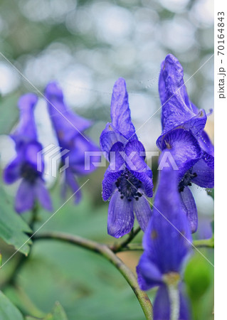 トリカブトの花(荒船山) 70164843