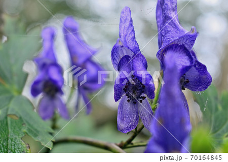 トリカブトの花(荒船山) トリカブトの花(荒船山) 70164845