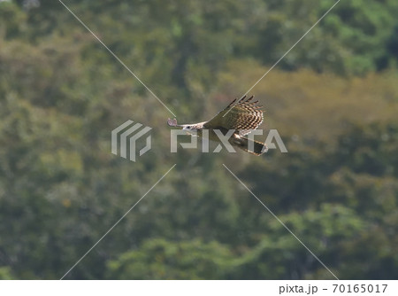山の中を飛翔する若いクマタカ 70165017