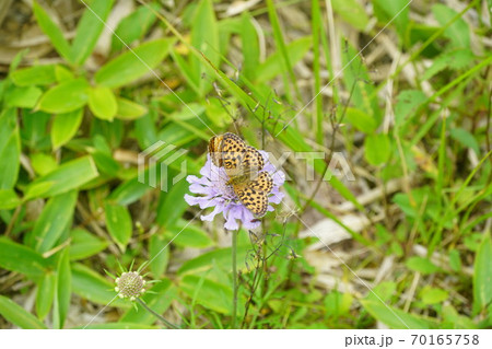 マツムシソウの蜜を吸うコヒョウモン 70165758