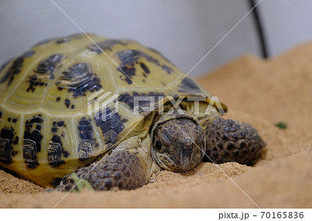 ヨツユビリクガメ 寝てる ログ子 ヨツユビリクガメ 寝てる ログ子 70165836