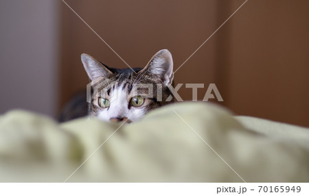 そっと覗く猫 キジトラ猫 そっと覗く猫 キジトラ猫 70165949