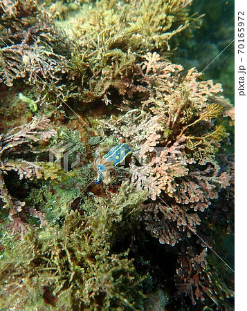 アオウミウシ 70165972