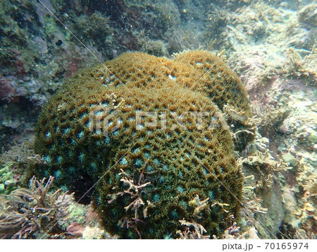 水中生物 70165974