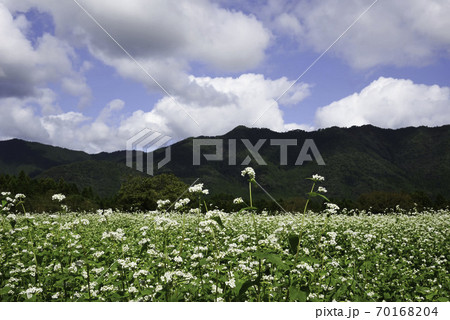 夜久野高原花畑「蕎麦の花満開」1/5 夜久野高原花畑「蕎麦の花満開」1/5 70168204