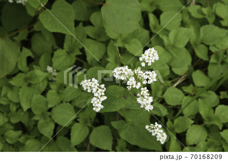 夜久野高原花畑「蕎麦の花満開」5/5 夜久野高原花畑「蕎麦の花満開」5/5 70168209