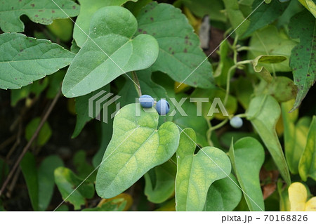 秋の野性植物　アオツズラフジ 70168826