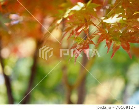 한국의 가을 단풍나무 풍경 - 스톡사진 [70169127] - Pixta