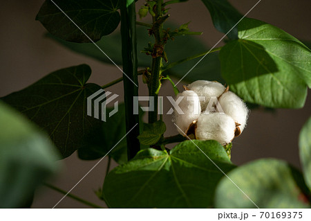 綿の花　 70169375