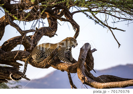 A leopard rests on the brach of a tree 70170376