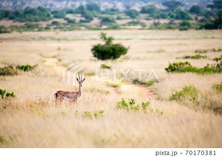 An antelope stands in the grass and looks into the distance An antelope stands in the grass and looks into the distance 70170381