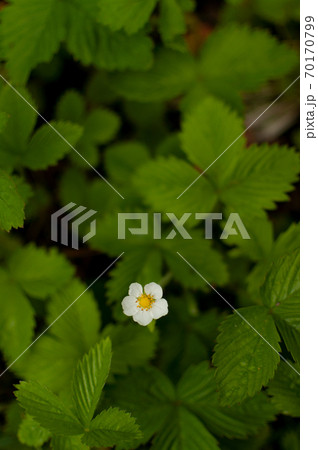 Woodland strawberry flower. 70170799