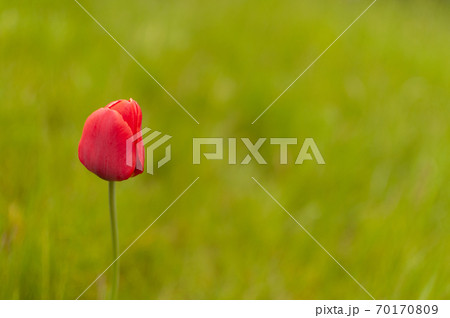 Red Triumph Tulip. 70170809