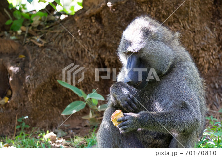 A baboon has found a fruit and eats it A baboon has found a fruit and eats it 70170810
